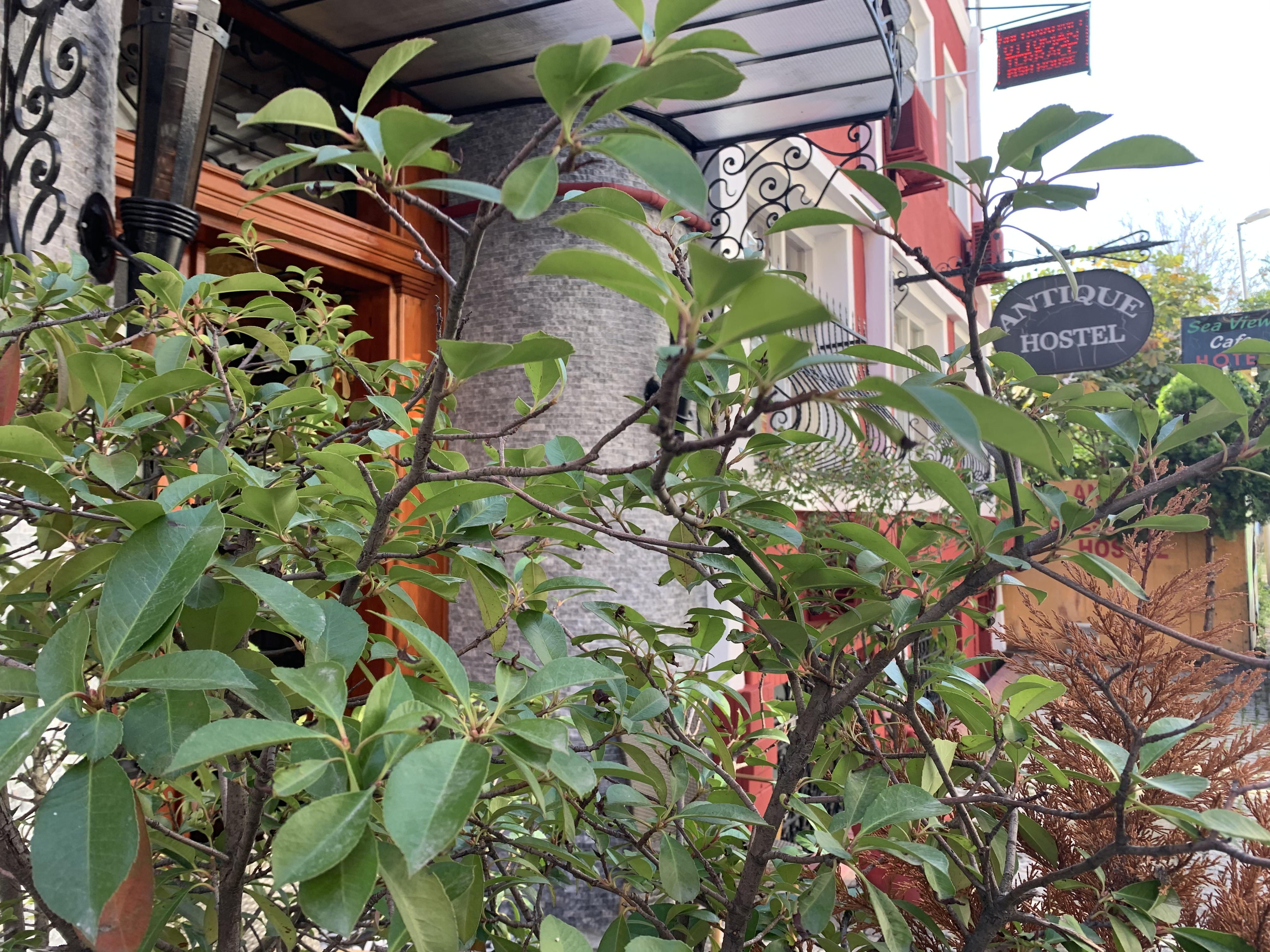 Antique Hostel Istanbul Exterior photo